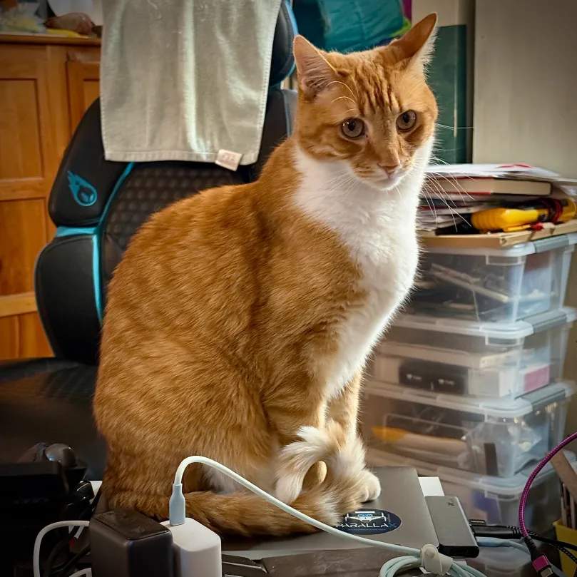 Alasan Penting Menutup Laptop Saat Ada Kucing, Tips Aman Kami