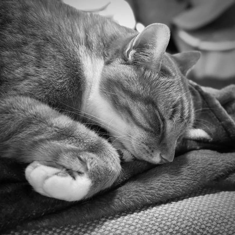 Kisah Hangat Kucing Penghibur di Hari Ayah, Teman Setia Saat Duka