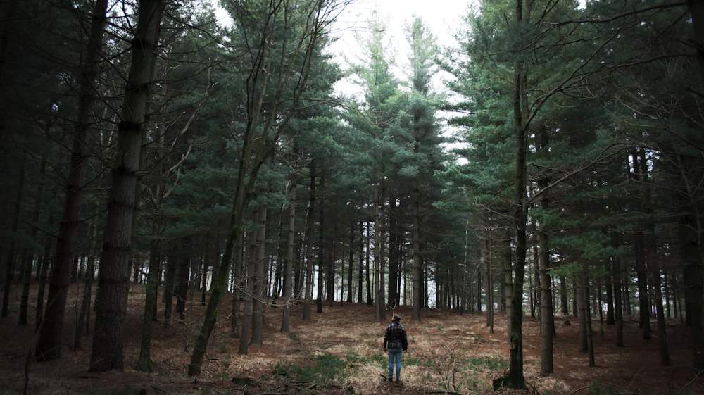 Mengenal Keunikan Pohon Pinus, Si Konifer yang Suka Sinar Matahari