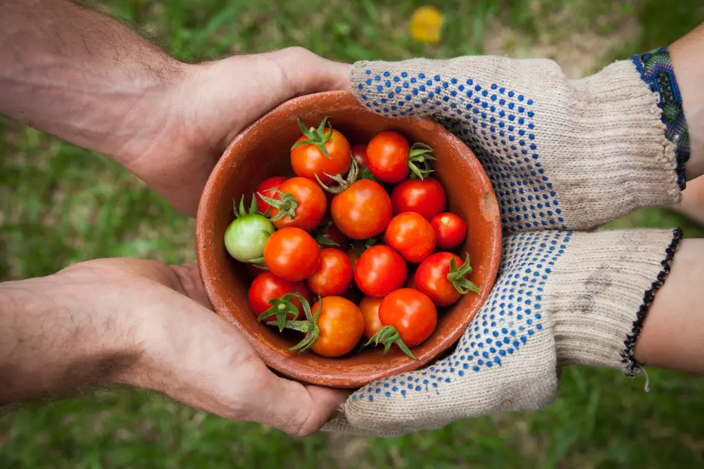 Panduan Berkebun Organik, Cara Mudah Panen Hasil Sendiri